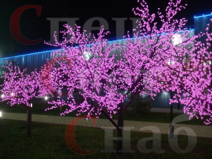 сакура розовая