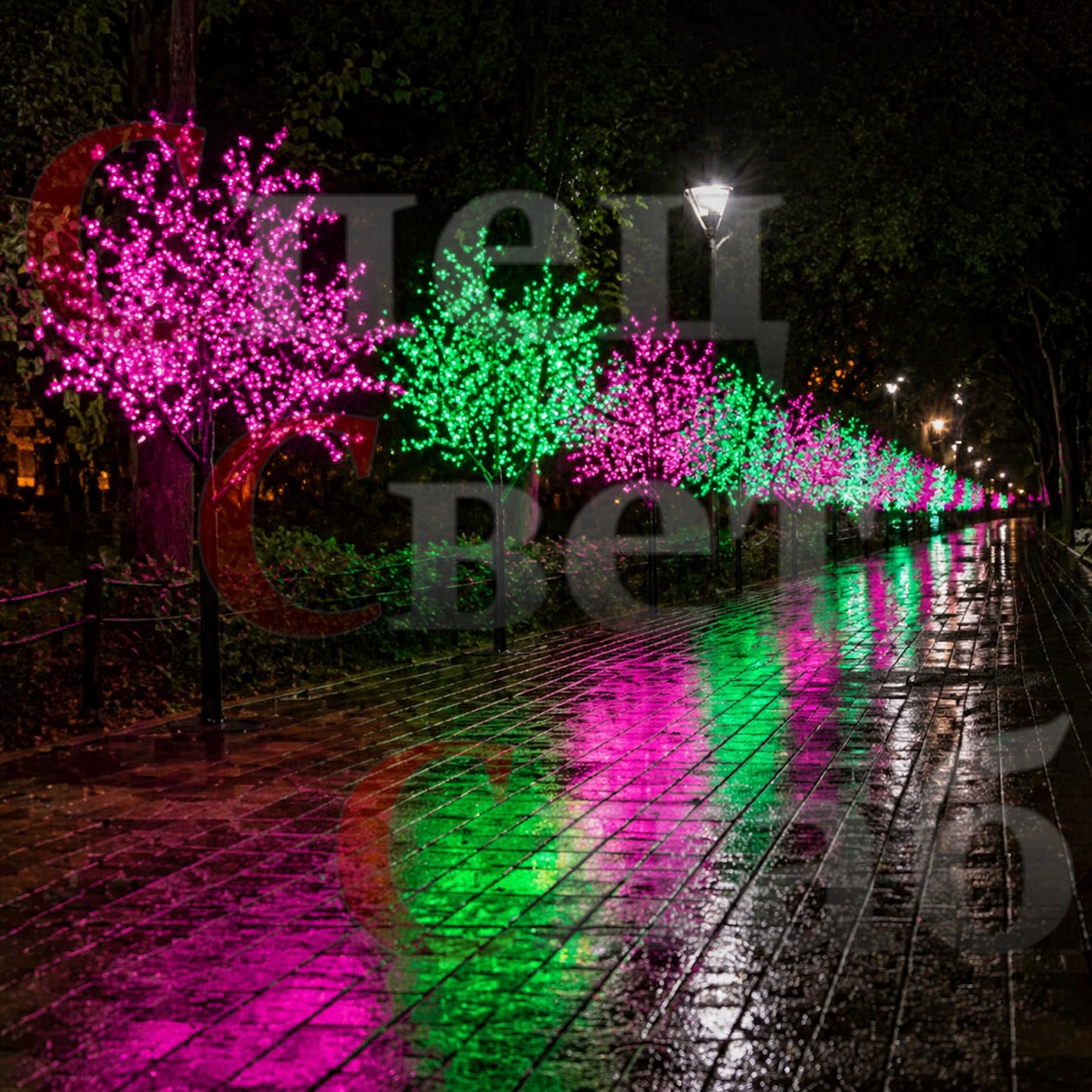 розовая + зеленая сакуры